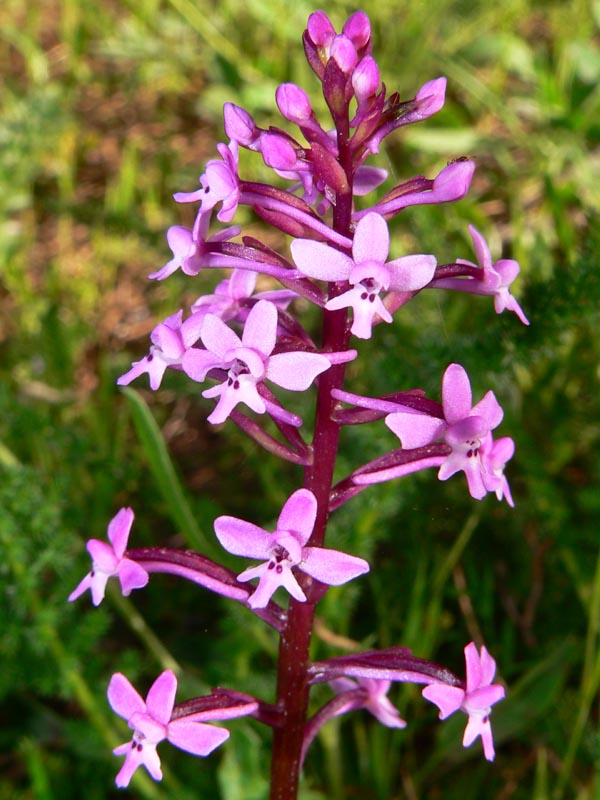 Primavera e orchidee palermitane